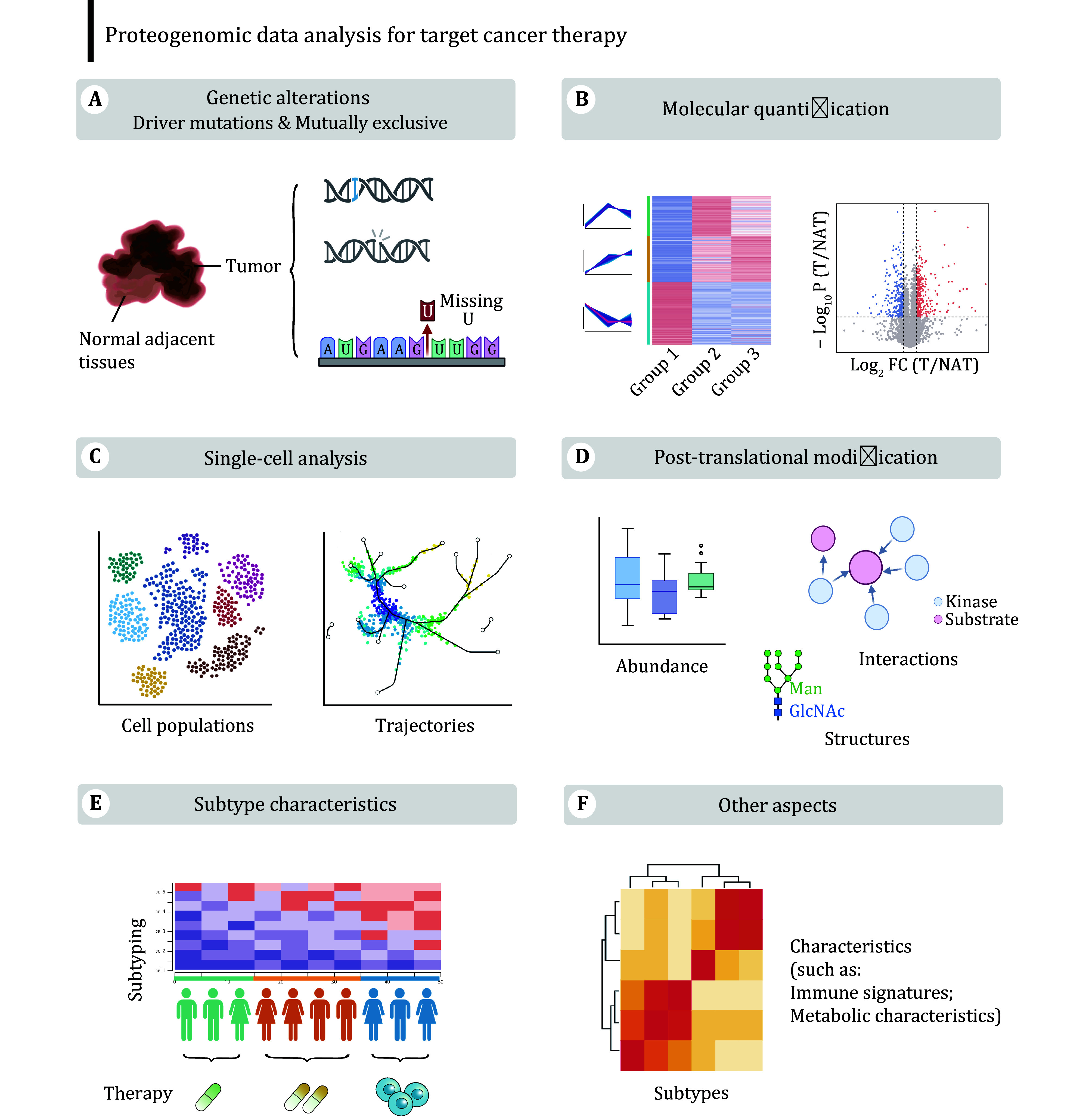 Advancements in proteogenomics for preclinical targeted cancer therapy research.
