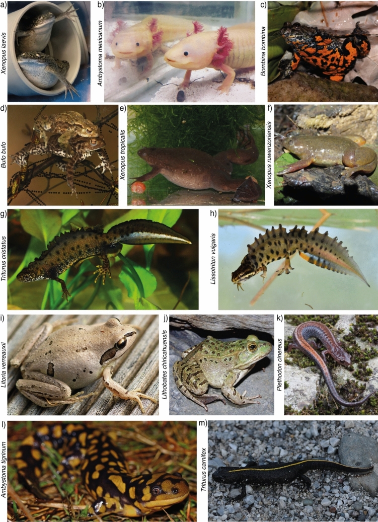 The Amphibian Major Histocompatibility Complex-A Review and Future Outlook.