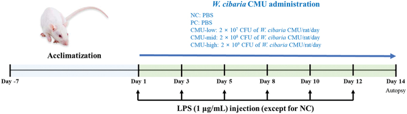 Preventive effects of <i>Weissella cibaria</i> CMU on the progression of periodontitis in a rat model.
