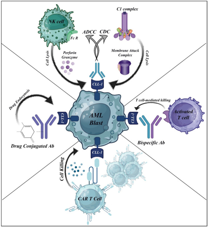 Unveiling the potential of CLL-1: a promising target for AML therapy.