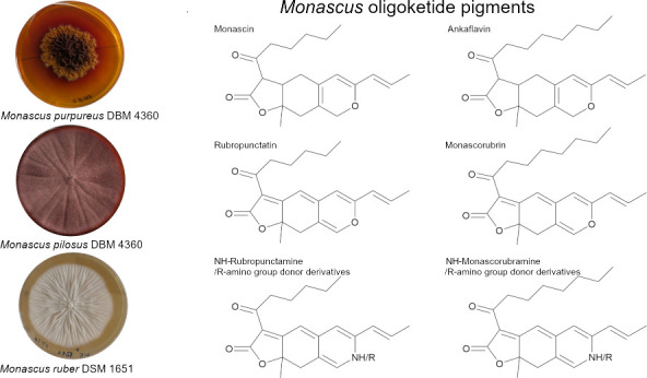Purified <i>Monascus</i> Pigments: Biological Activities and Mechanisms of Action.
