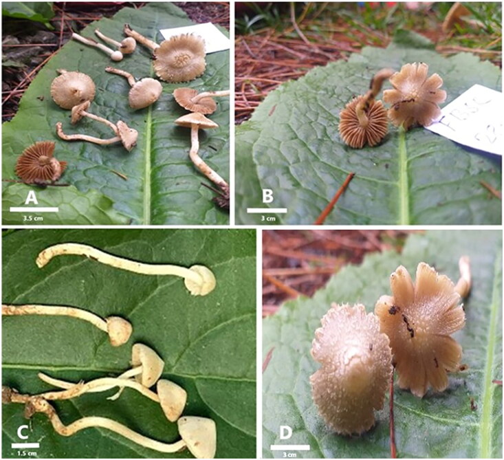 <i>Inocybe crenata</i> sp. nov. (subsec. <i>Geophyllinae</i>, sect. <i>Tardae</i>) from Conifer Dominated Forests of Pakistan.