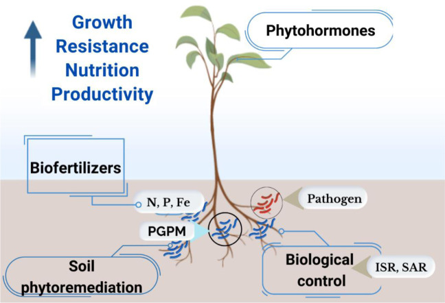 Brazilian Amazonian microorganisms: A sustainable alternative for plant development.