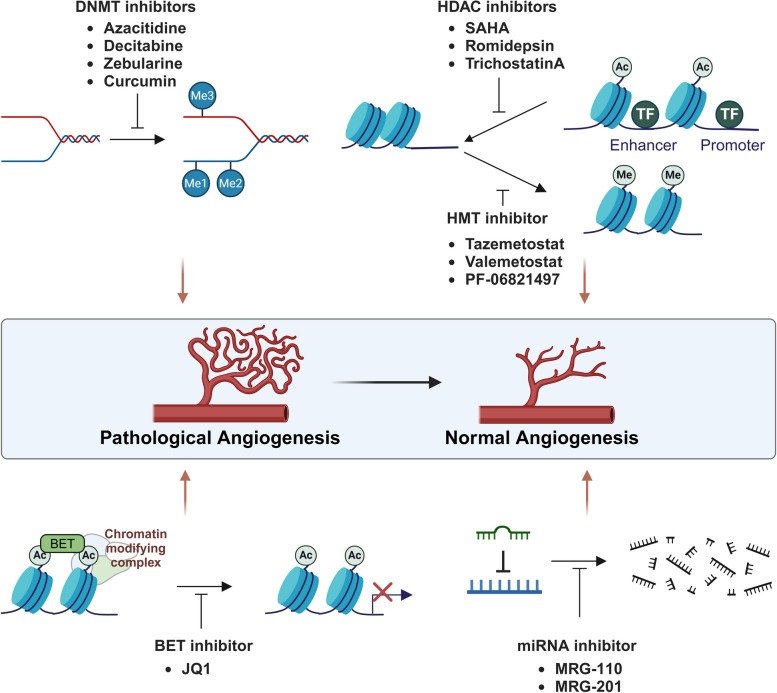 Epigenetic regulation of angiogenesis and its therapeutics.