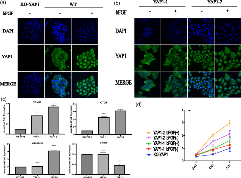 aYAP1-2 contributes to bFGF-induced proliferation In gastric cancer.