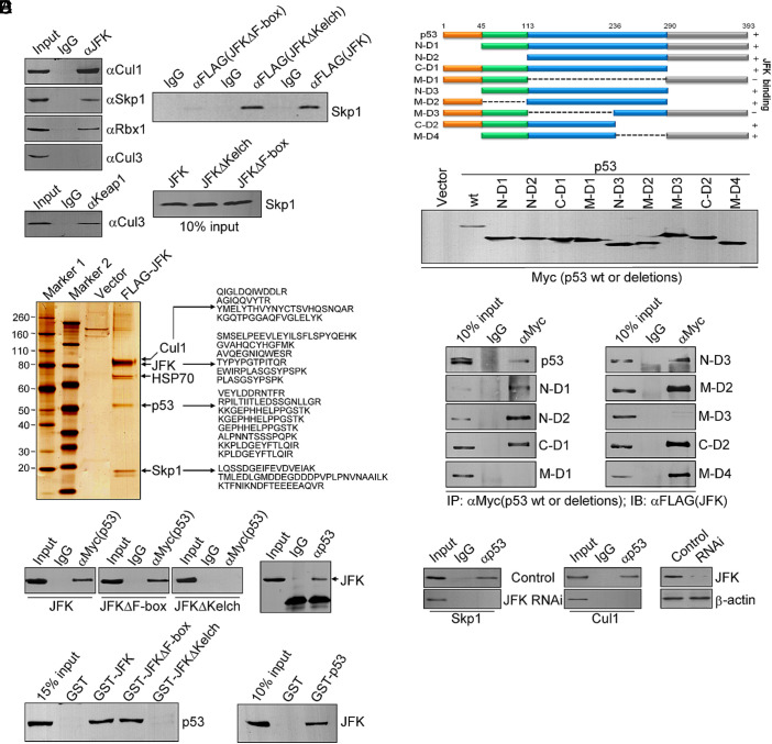 Correction for Sun et al., JFK, a Kelch domain-containing F-box protein, links the SCF complex to p53 regulation.