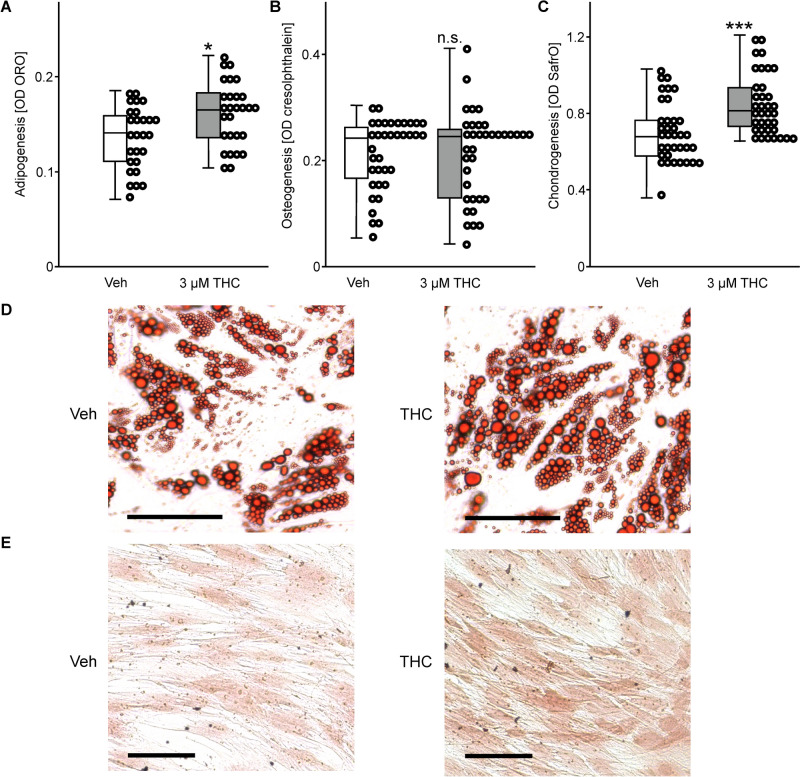 ∆<sup>9</sup>-Tetrahydrocannabinol Increases Growth Factor Release by Cultured Adipose Stem Cells and Adipose Tissue in vivo.