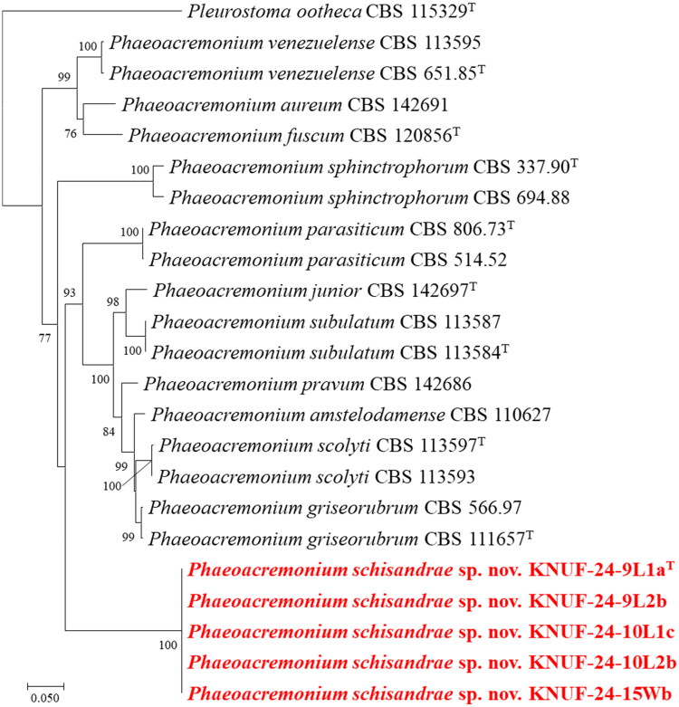 A Novel <i>Phaeoacremonium</i> Species Isolated from Galls on the Chinese Magnolia-Vine (<i>Schisandra chinensis</i>) in Korea.
