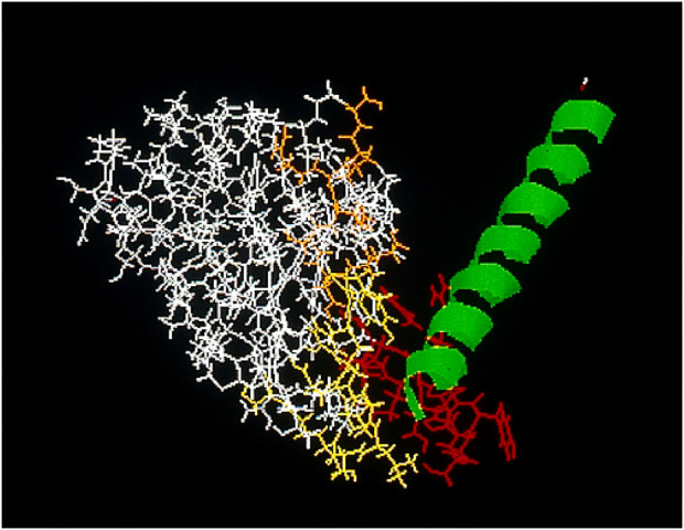 Cell surface vimentin: a natural human immune response target for immunotherapy.