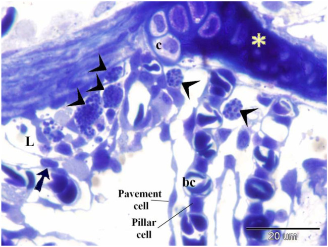 Anatomy, histology, and morphology of fish gills in relation to feeding habits: a comparative review of marine and freshwater species.