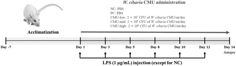 Preventive effects of <i>Weissella cibaria</i> CMU on the progression of periodontitis in a rat model.