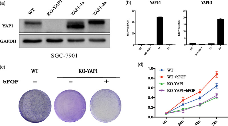 aYAP1-2 contributes to bFGF-induced proliferation In gastric cancer.
