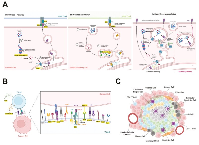 Imaging antigen processing and presentation in cancer.