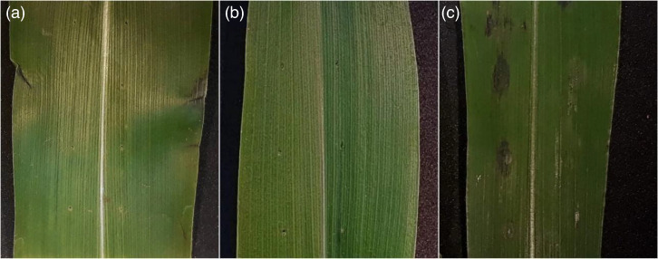 Genome sequences of pathogenic and non-pathogenic Pantoea ananatis strains in maize (Zea mays L.).