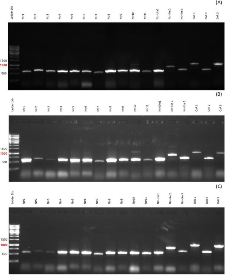 Roles of efflux pumps and nitroreductases in metronidazole-resistant Trichomonas vaginalis.