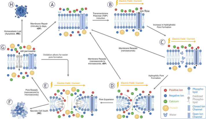 Pulsed field ablation in medicine: irreversible electroporation and electropermeabilization theory and applications.