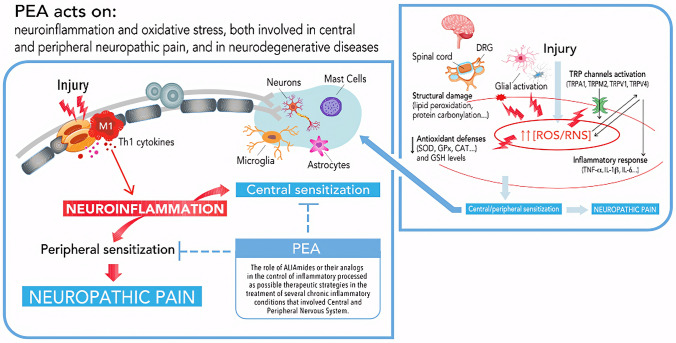 A Decades-Long Journey of Palmitoylethanolamide (PEA) for Chronic Neuropathic Pain Management: A Comprehensive Narrative Review.