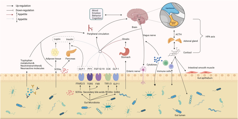 Gut Microbiota: An Important Participant in Childhood Obesity