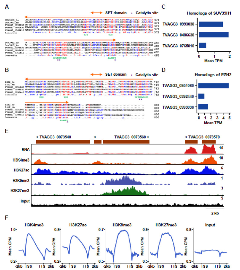 Role of histone modification in chromatin-mediated transcriptional repression in protozoan parasite Trichomonas vaginalis.