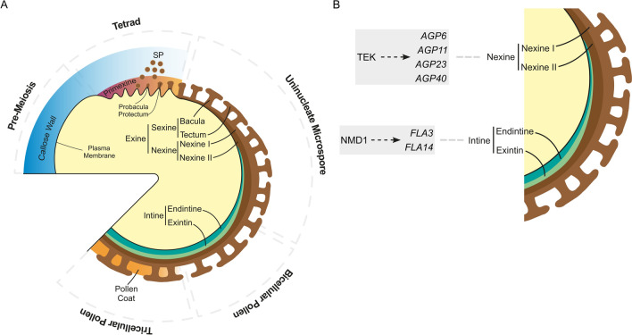 A review on the function of arabinogalactan-proteins during pollen grain development.