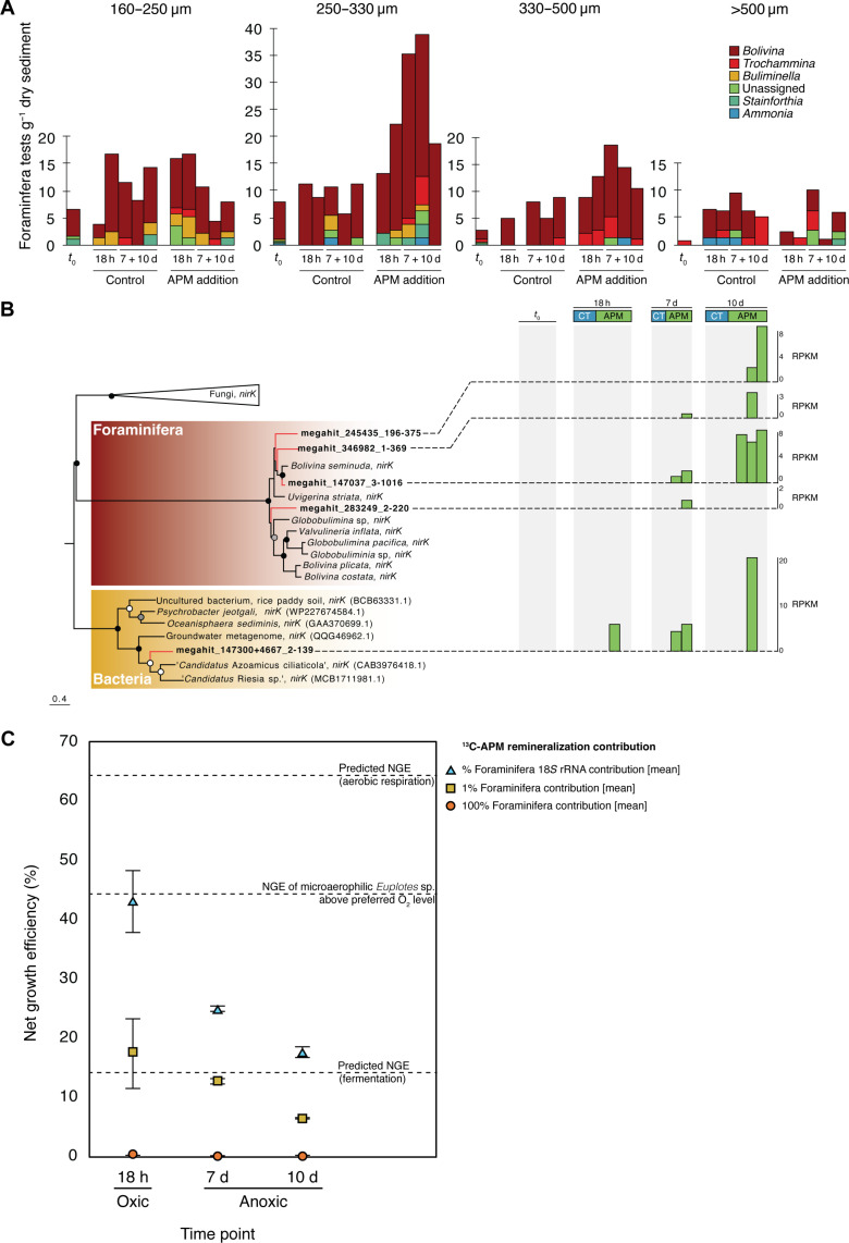 The Rise of Algae promoted eukaryote predation in the Neoproterozoic benthos.