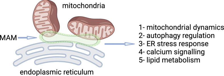 The fundamental role of mitochondria-endoplasmic reticulum contacts in ageing and declining healthspan.