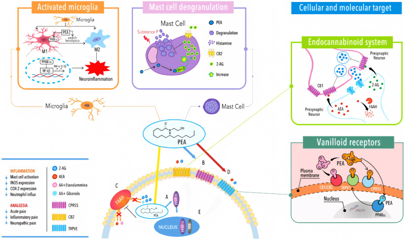 A Decades-Long Journey of Palmitoylethanolamide (PEA) for Chronic Neuropathic Pain Management: A Comprehensive Narrative Review.