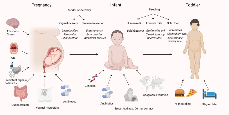 Gut Microbiota: An Important Participant in Childhood Obesity