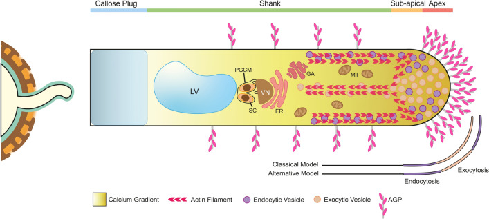 A review on the function of arabinogalactan-proteins during pollen grain development.
