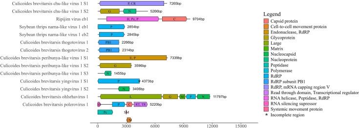 Characterisation of the virome of <i>Culicoides brevitarsis</i> Kieffer (Diptera: Ceratopogonidae)<i>,</i> a vector of bluetongue virus in Australia.
