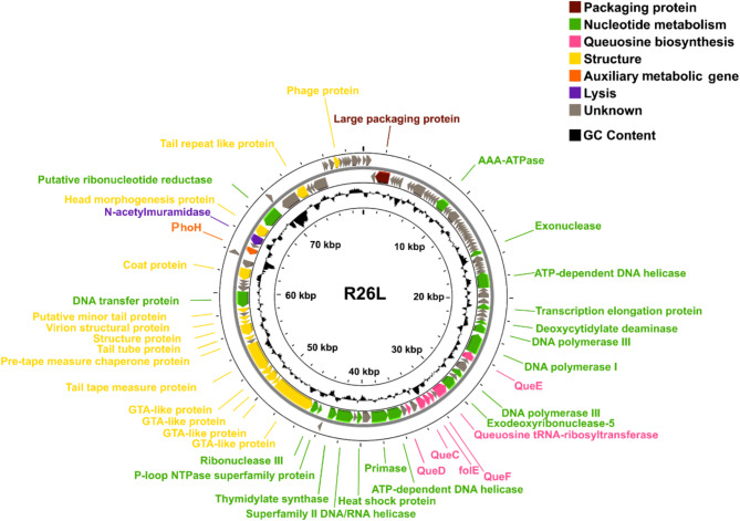 A novel roseosiphovirus infecting dinoroseobacter shibae DFL12<sup>T</sup> represents a new genus.