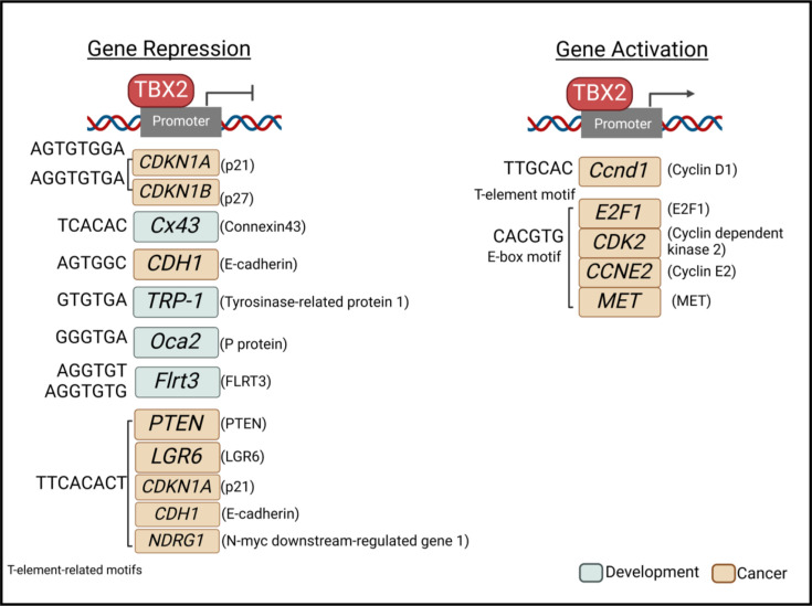 Exploring the oncogenic roles of T-box transcription factor TBX2 and its potential as a therapeutic target.