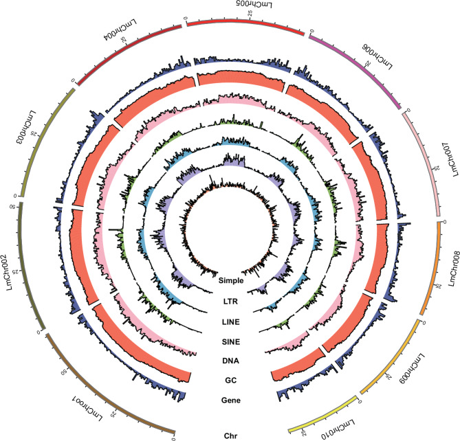 Chromosome-level genome sequencing and assembly of the parasitoid wasp Leptopilina myrica.