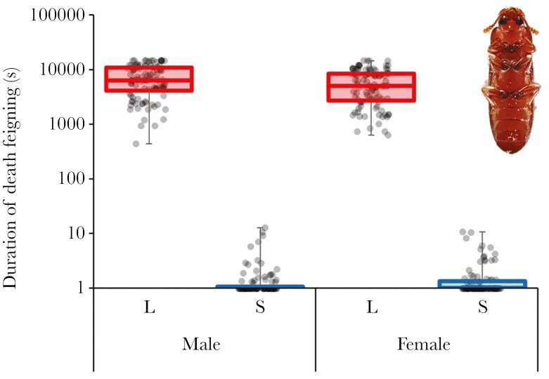 Synchronising anti-predator behavior in the red flour beetle <i>Tribolium castaneum</i>.