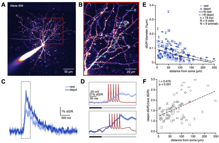 Postsynaptic spiking determines anti-Hebbian LTD in visual cortex basket cells.