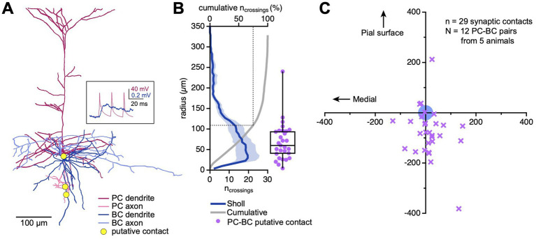 Postsynaptic spiking determines anti-Hebbian LTD in visual cortex basket cells.