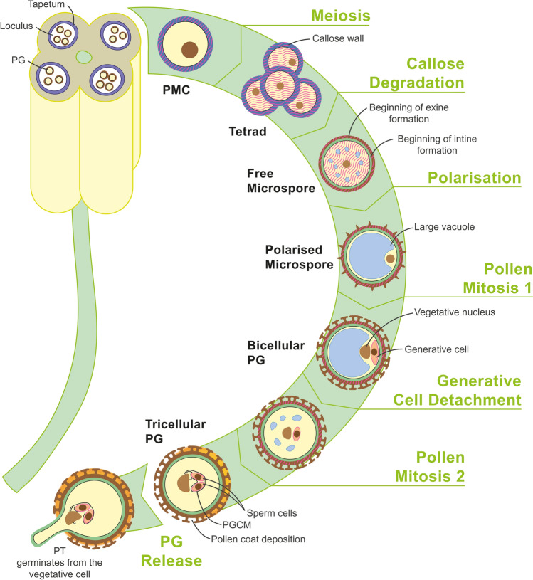 A review on the function of arabinogalactan-proteins during pollen grain development.
