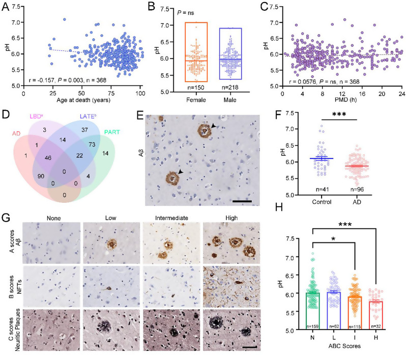 Changes in the pH value of the human brain in Alzheimer's disease pathology correlated with CD68-positive microglia: a community-based autopsy study in Beijing, China.