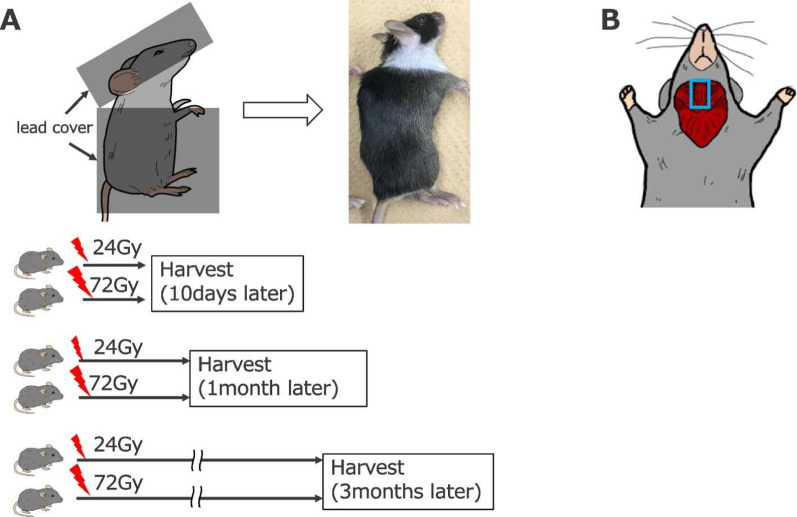 Correction: Swallowing-related muscle inflammation and fibrosis induced by a single dose of radiation exposure in mice.