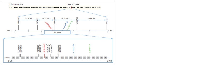 Comparative analysis of haplotypes carrying pathogenic variants c.1545T>G, c.2027T>A and c.919-2A>G of the SLC26A4 gene in patients with hearing loss from the Tyva Republic (Southern Siberia).