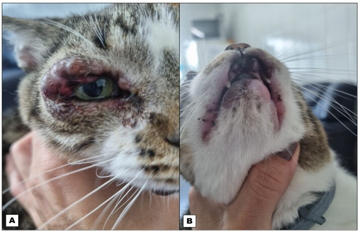 Infectiousness to sand flies of a cat naturally infected with Leishmania infantum at the moment of diagnosis and after three different courses of treatment.