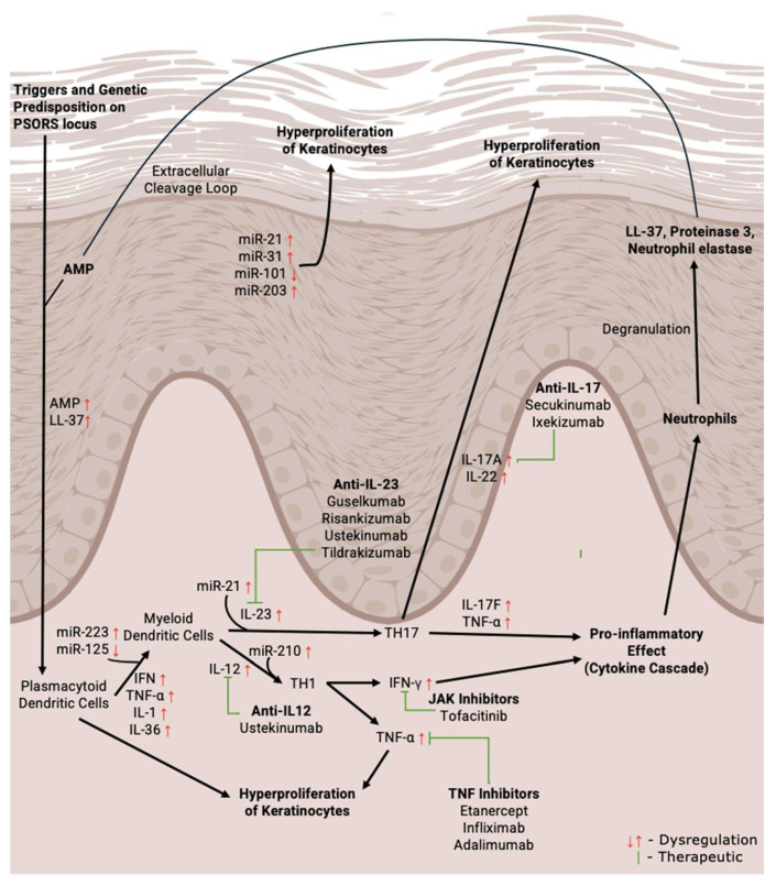 Psoriasis Treatments: Emerging Roles and Future Prospects of MicroRNAs.