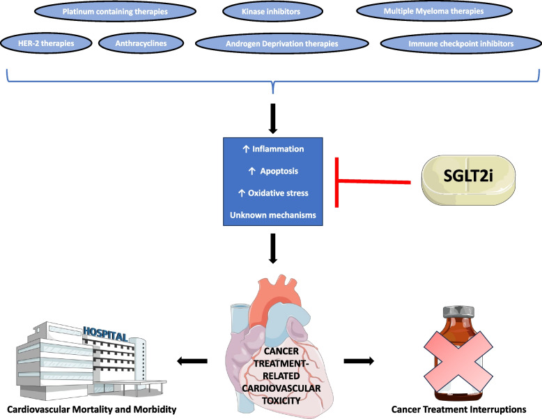 SGLT2 inhibitors for prevention and management of cancer treatment-related cardiovascular toxicity: a review of potential mechanisms and clinical insights.