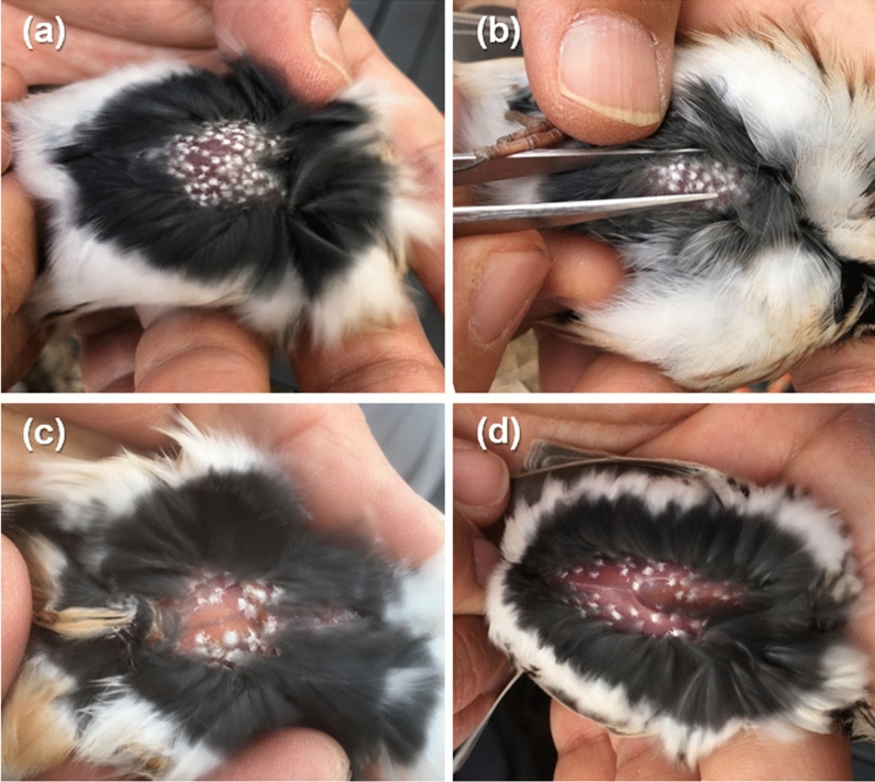 Prevalence of the Cladosporium cladosporioides Species Complex in the Mycelia-Like Skin Crusts of Migratory Yellow-Throated Buntings (Emberiza elegans) in Korea.