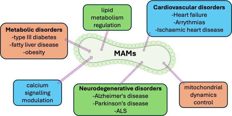 The fundamental role of mitochondria-endoplasmic reticulum contacts in ageing and declining healthspan.