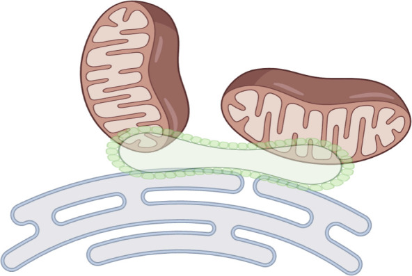 The fundamental role of mitochondria-endoplasmic reticulum contacts in ageing and declining healthspan.