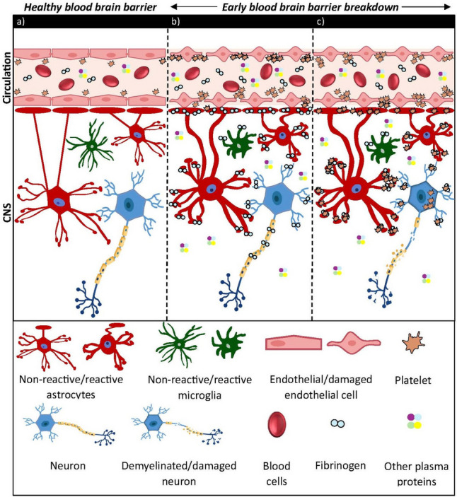 A New Perspective on Mechanisms of Neurodegeneration in Experimental Autoimmune Encephalomyelitis and Multiple Sclerosis: the Early and Critical Role of Platelets in Neuro/Axonal Loss.