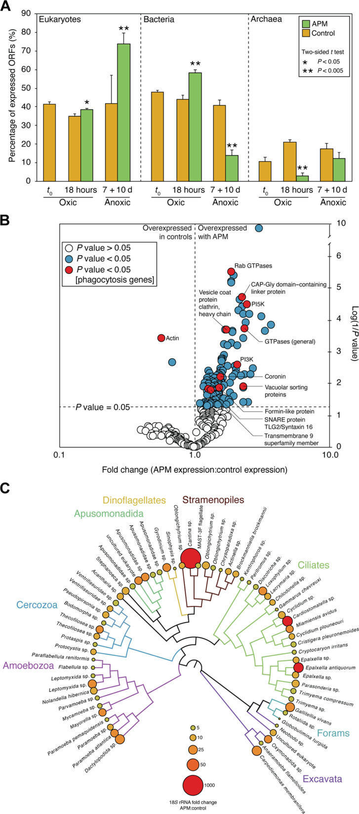 The Rise of Algae promoted eukaryote predation in the Neoproterozoic benthos.
