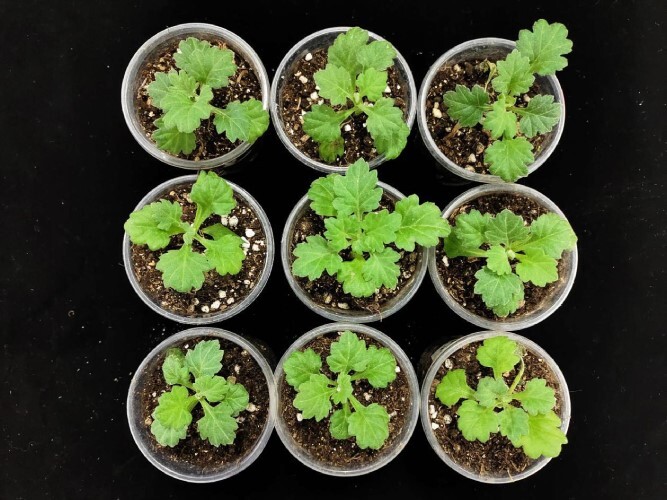 Correction to: DgbZIP3 interacts with DgbZIP2 to increase the expression of <i>DgPOD</i> for cold stress tolerance in chrysanthemum.