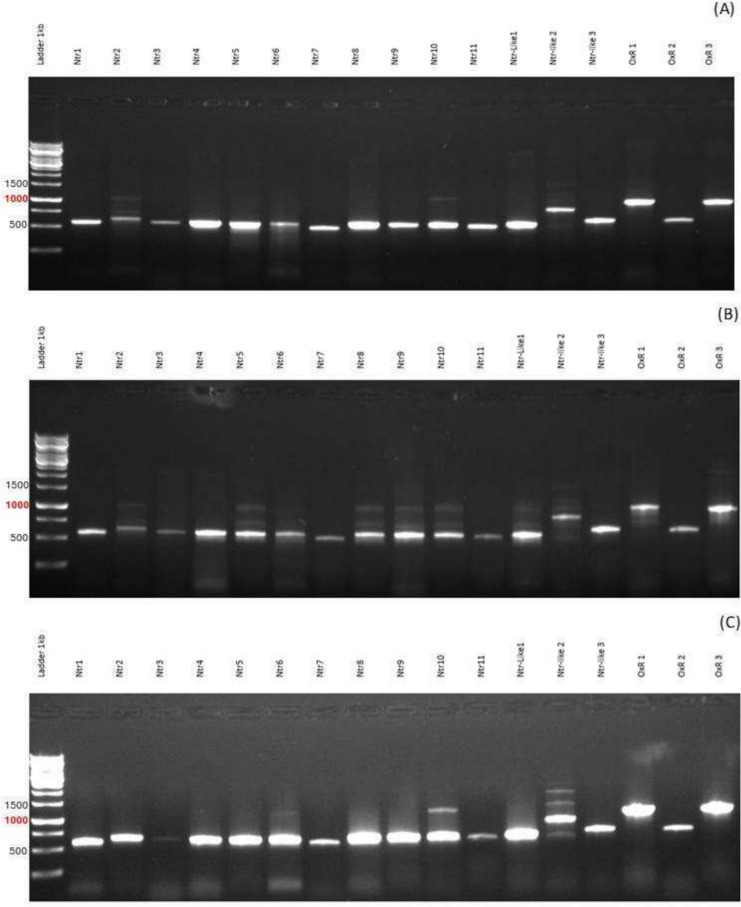 Roles of efflux pumps and nitroreductases in metronidazole-resistant Trichomonas vaginalis.